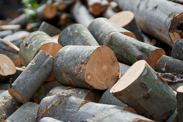 Beech logs sawed off - obrazy, fototapety, plakaty