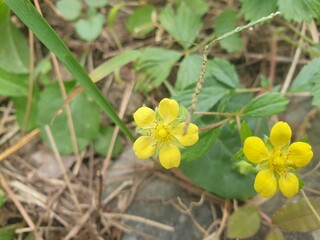 Goesan Chungbuk South Korea, flower, kosmos, a crape-myrtle, a garden zinnia © 태연 김