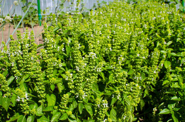 Growing basil in the garden.