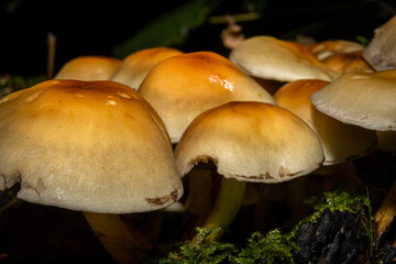 A closeup picture of a fungus in a forest. Green moss in the background. Picture from Bokskogen, Malmo, southern Sweden