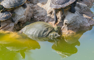 red-eared turtles basking in the sun
