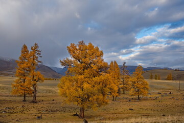 Russia. South Of Western Siberia, Altai Mountains. Lone relict larch trees in the desert kurai steppe along the Chui tract.