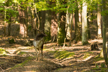 Beautiful fallow deer male (dama dama) in autumn forest.