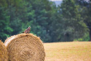 Birds of prey on a bale of straw