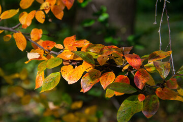 branch with autumn leaves close-up