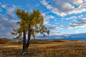 Fototapeta premium Russia. South Of Western Siberia, Altai Mountains. Lone relict larch trees in the desert kurai steppe along the Chui tract.