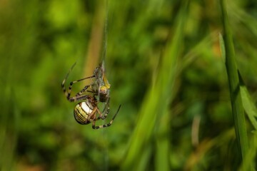 A female wasp spider with yellow and black markings hanging on cobweb entrapping a locust as a prey. Green grass in the background.