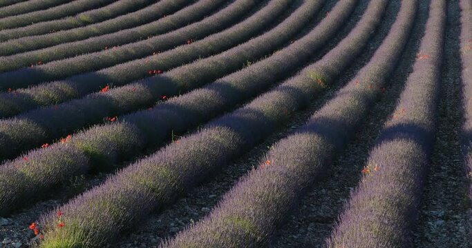 Field of lavenders, Provence, France.