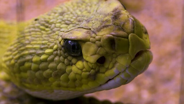 Close up of Rattlesnake head in the desert.