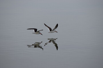 two birds gliding