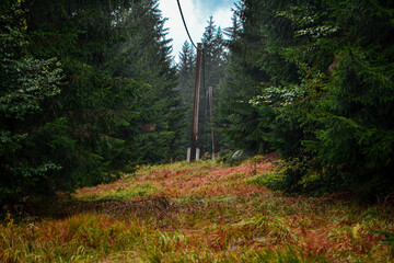 path in the woods