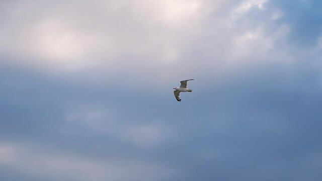 A gull hovers in the sky in slow motion.