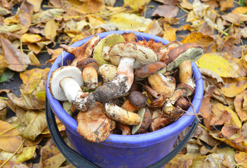 Mushroom hunting: a close-up on a bucket full of edible mushrooms picked up, gathered in a forest...