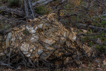 Bottom view of tree root with geometric yellow clay stones inside. Fallen gray dark dry tree after fire in green grass. Baikal nature