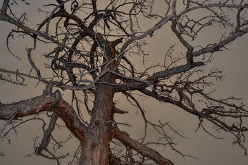 Dry dead bare tree with twisted crooked  branches stand after fire. Bottom view. Baikal lake nature. Red brown bark