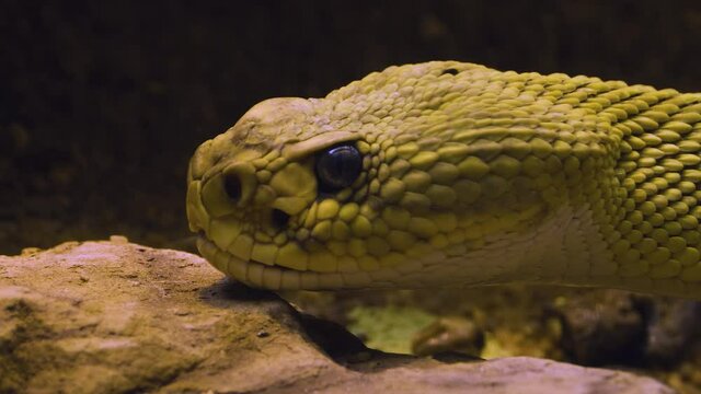 Close up of Rattlesnake head in the desert.