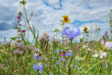 Wildflowers blooming in springtime meadow