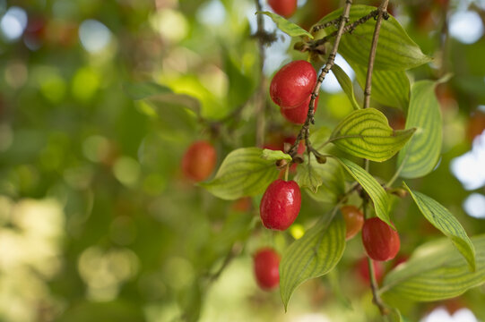 Cornelian cherries (Cornus mas) growing in spring