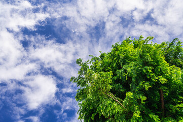 メタセコイヤの木と空