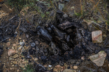 Black burnt remains of tree stump branches after fire. Soot and ash among stones and green grass. Baikal nature. Bonfire