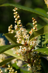 Knospen und Blüten zwischen Blättern in einem Kirschlorbeer-Busch (Lat.: Prunus laurocerasus, Syn.: Laurocerasus officinalis) im Frühling