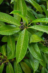 Grüne Blätter und Beeren an einem Kirschlorbeer-Busch (Lat.: Prunus laurocerasus, Syn.: Laurocerasus officinalis) mit Wassertropfen
