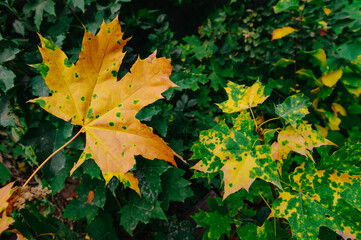 Season of nature colourful leaves