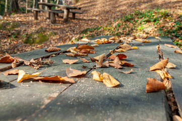 dried autumn leaves on a wooden table in forest