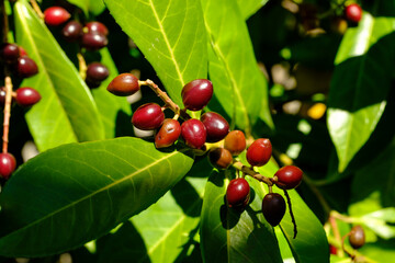 Früchte / Rote Beeren an einem Busch Lorbeerkirsche / Kirchlorbeer (Lat.: Prunus laurocerasus,...