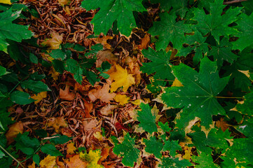 Season of nature colourful leaves