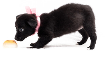 side view of cute little dog in pink collar with ribbon and bow near toy on white background with copy space