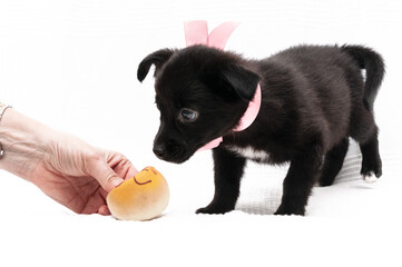 cropped view of woman giving yellow toy to cute black puppy in pink collar with ribbon on white background