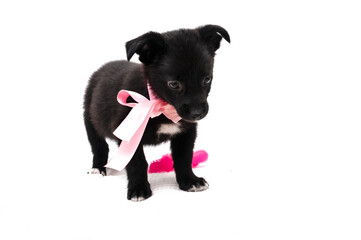 soft focus of cute little dog in pink collar with ribbon and bow on white background with copy space