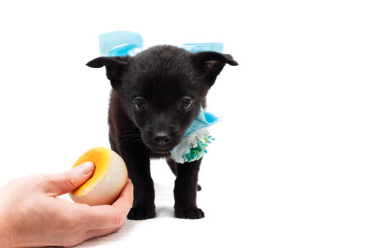 Cropped View Of Woman Giving Yellow Toy To Cute Black Puppy In Blue Collar With Bow On White Background