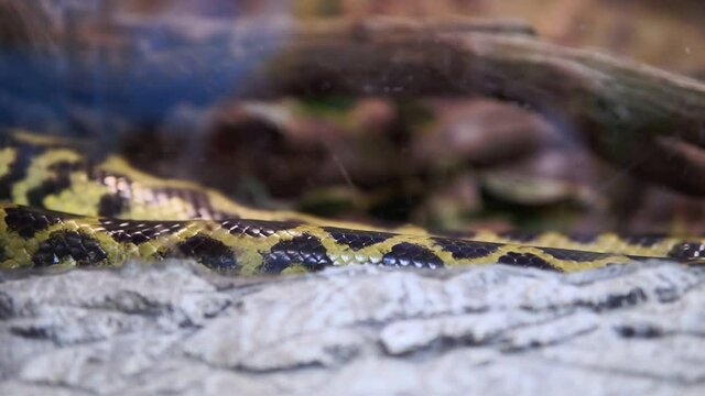 Close-up on the skin of the snake anakonda. Eunectes notaeus Paraguayan anaconda. selective focus