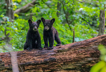 Bear Cubs playing © James Pat Patrick