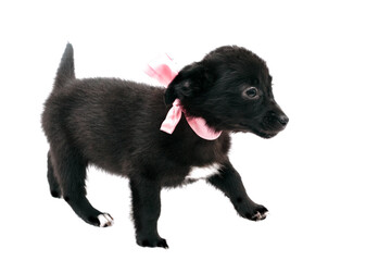 side view of cute black puppy in pink collar with ribbon looking away isolated on white