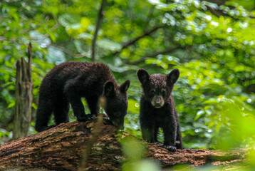 Naklejka premium Bear Cubs playing