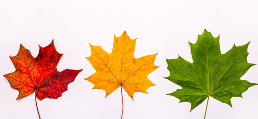 Red, yellow and green maple leaves on a light background. Autumn concept