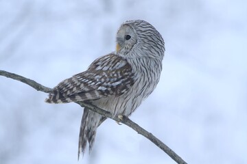 owl in snow, owl portrait in winter, ural owl in winter forest. Strix uralensis