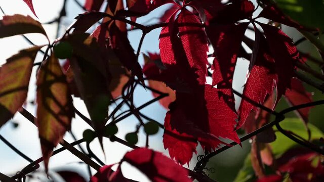 Close up of autumn virginia creeper leaves in backlight, red fall wild grape leaves.