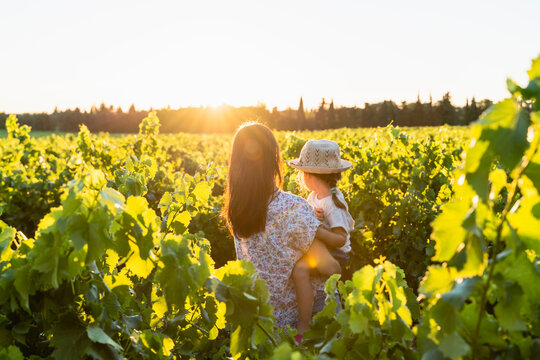 Mother holding her daughter in a vineyard at sunset in Provence, France