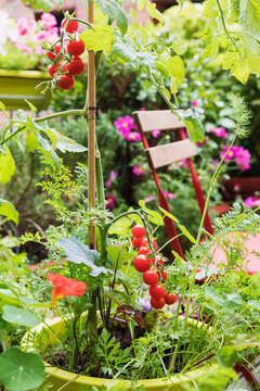 Tomatoes And Various Herbs Growing In Balcony Garden