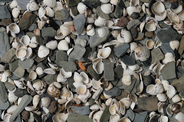 High angle shot of stones and shells on the riverbank - Stockphoto
