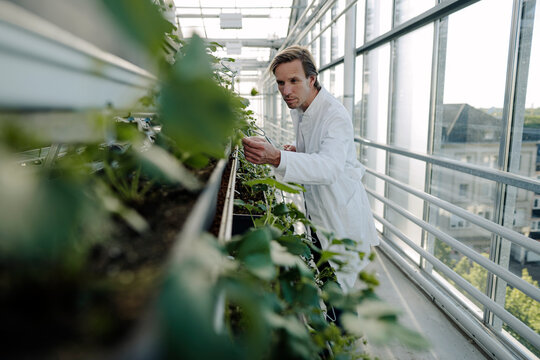 Scientist in a greenhouse examining plants