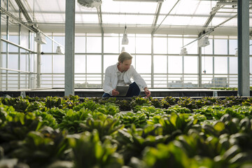 Scientist with tablet examining lettuce in a greenhouse
