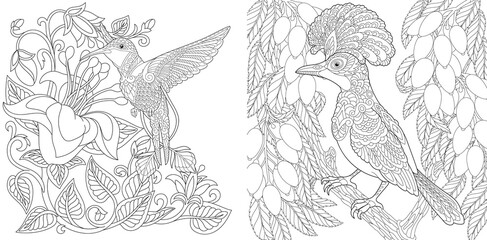Coloring page. Exotic tropical birds. Line art drawing for adult or kids coloring book in zentangle style. Vector illustration.