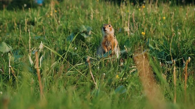 Gopher stands on his hind legs and looks into the camera. Gopher eating leaf. Gopher in the wild. Young Gopher looking for food in a lush green meadow.