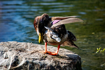 kaczka na kamieniu  © Dariusz Grochal 