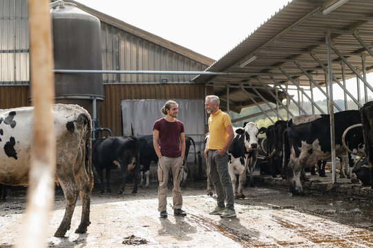 Mature farmer with adult son at cow house on a farm